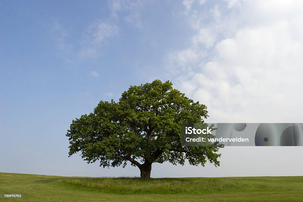 여름 오크 - 로열티 프리 떡갈나무 스톡 사진