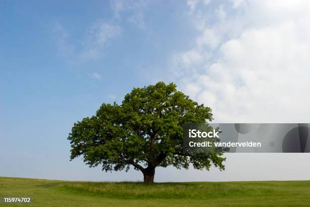 Летний Oak — стоковые фотографии и другие картинки Дуб - Дуб, Без людей, Горизонт над землей