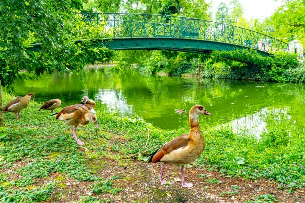 Bordeaux, France, Public park with still waters on a lake and the branches of nearby trees overhanging the water. There is a group of Egyptian Geese near the camera.It is between Cours de Verdun and Rue de la Course.