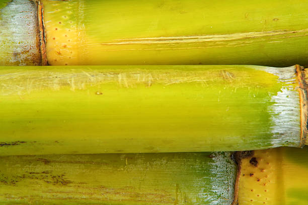 Materias primas caña de azúcar de fondo - foto de stock