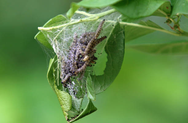 istock Lot Of Caterpillars 1159747952