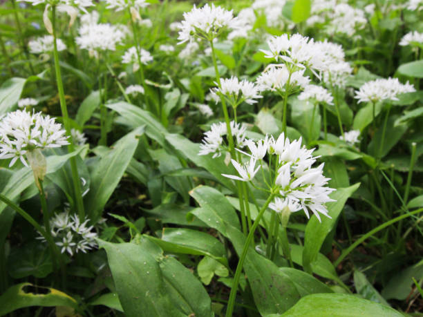 istock Wild garlic with white flowers in full bloom - Peak District, UK 1159748188