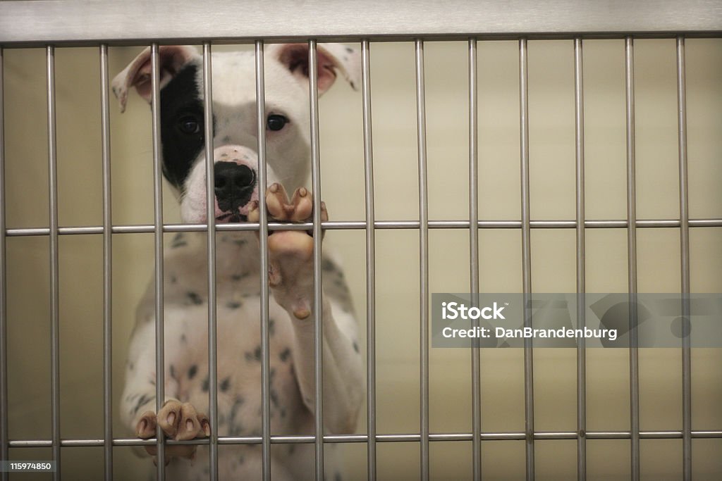 Pound Dog dog eagerly awaits adoption from the animal shelter  Dog Stock Photo