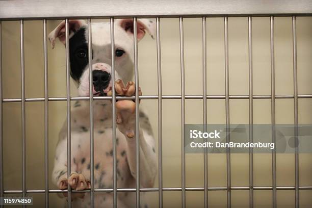 Pound Dog Stock Photo - Download Image Now - Dog, Kennel, Sadness