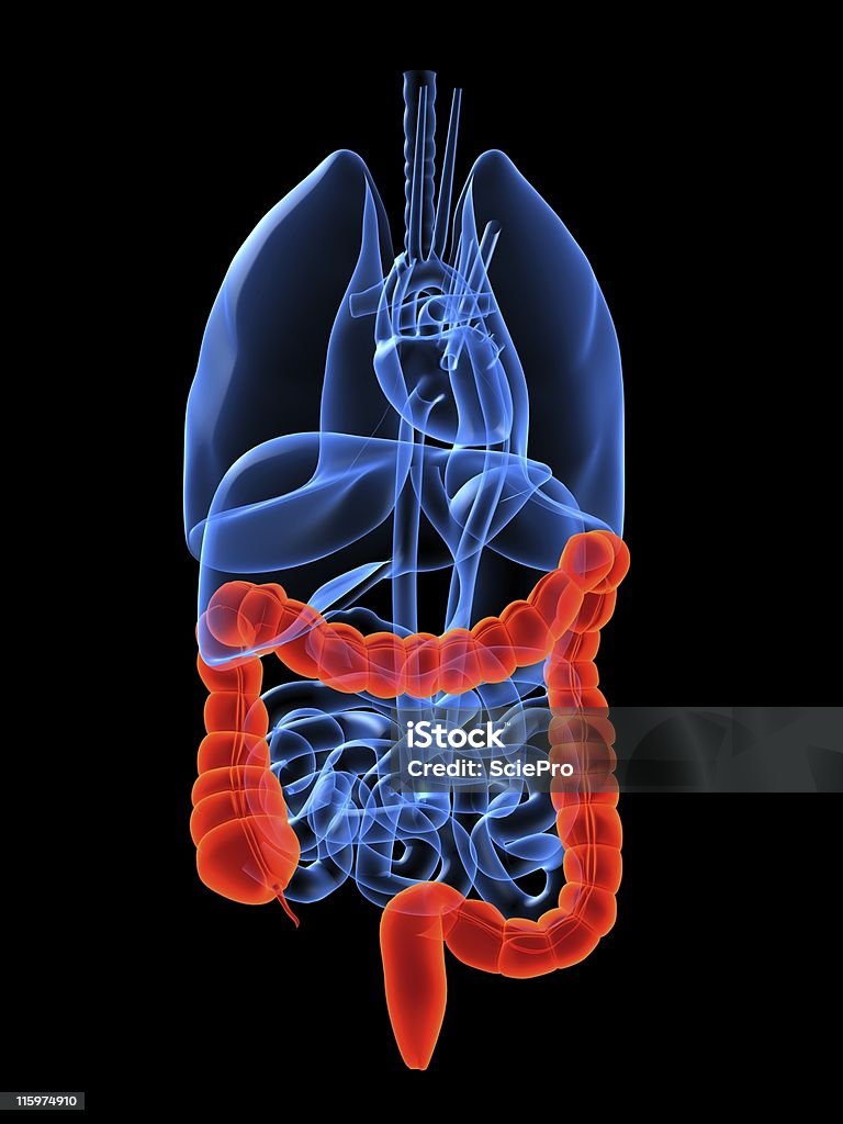 human organs - colon  Anatomy Stock Photo