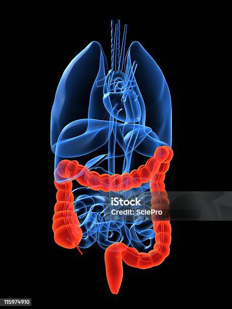 Human Organs Colon Stock Photo - Download Image Now - Anatomy, Biology, Biomedical Illustration