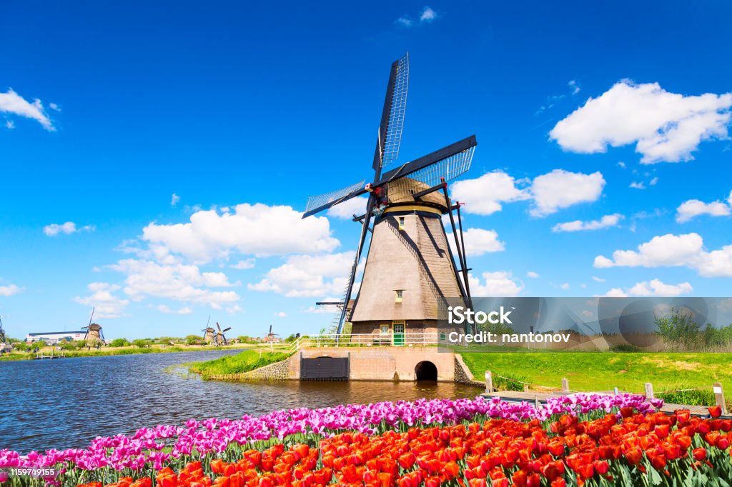 Phong Cảnh Mùa Xuân Đầy Màu Sắc Ở Hà Lan Châu Âu Cối Xay Gió Nổi Tiếng Ở  Làng Kinderdijk Với Thảm Hoa Tulip Ở Hà Lan Điểm Du Lịch Nổi Tiếng