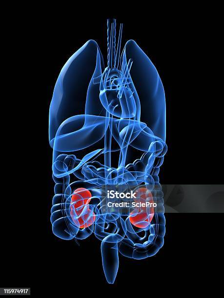 Human Organs Kidney Stock Photo - Download Image Now - Human Heart, Abdomen, Anatomy