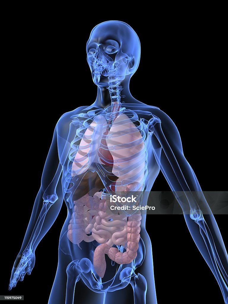 Anatomia umana - Foto stock royalty-free di Addome