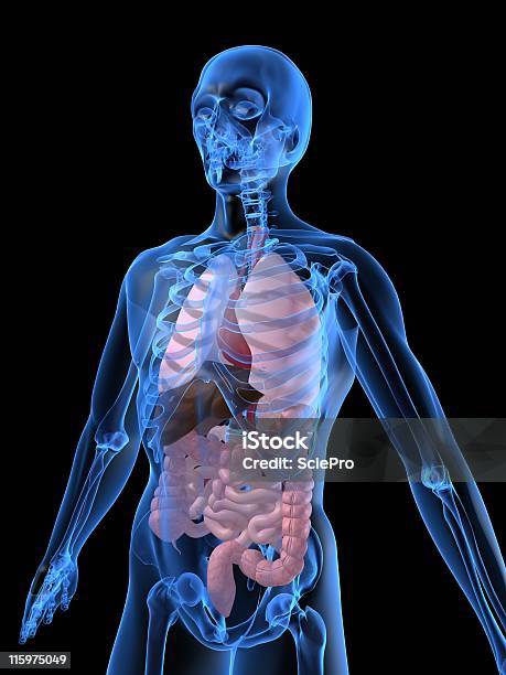 Человеческая Анатомия — стоковые фотографии и другие картинки Анатомия - Анатомия, Биология, Болезнь