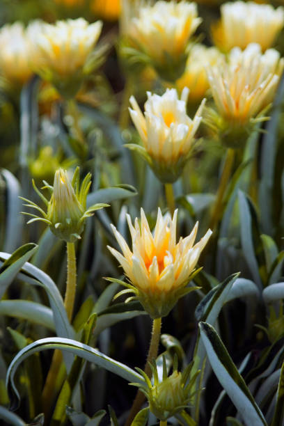 istock Colorful flowers in bloom 1159750966