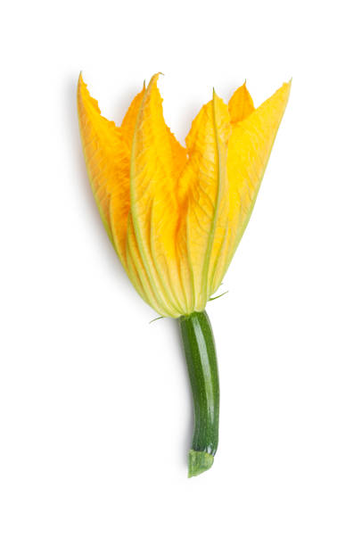 jeune courgette avec la fleur - zucchini blossom squash single flower photos et images de collection