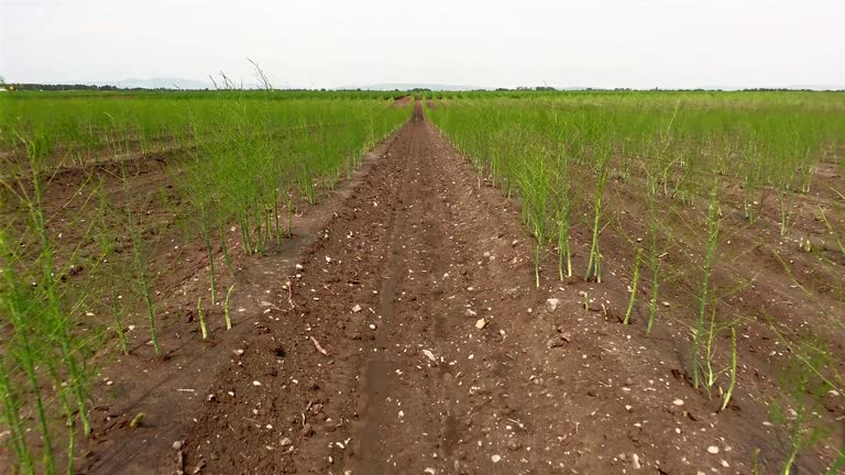 Asparagus Field