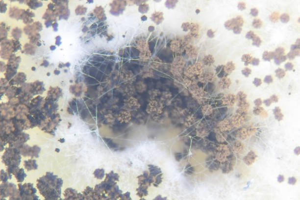 istock Aspergillus (mold) for Microbiology in Lab. 1159752735