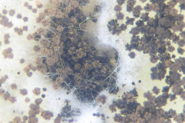 istock Aspergillus (mold) for Microbiology in Lab. 1159752738
