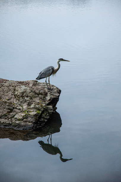 istock A Gray Heron on a rock at Katsura River 1159752893