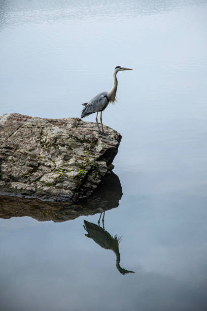 istock A Gray Heron on a rock at Katsura River 1159754098