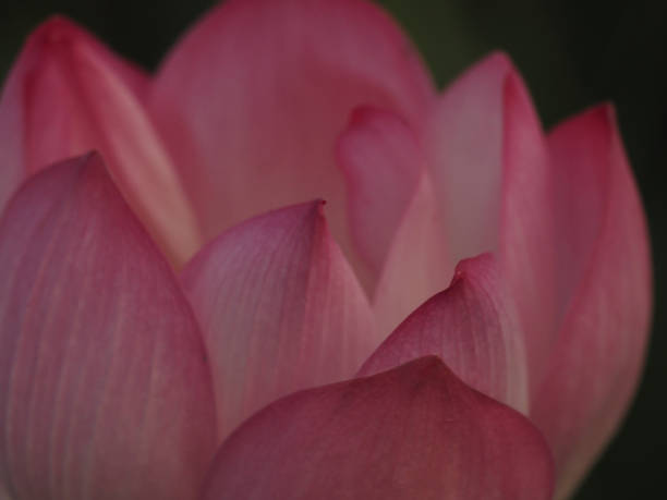 Lotus Pink Flower Petals wide petals with a pointed tip curved inward to the inside on burred of nature background Closeup Lotus Pink Flower Petals wide petals with a pointed tip curved inward to the inside on burred background burred stock pictures, royalty-free photos & images