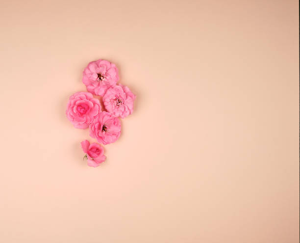 istock blooming buds of pink roses on a beige background 1159755530