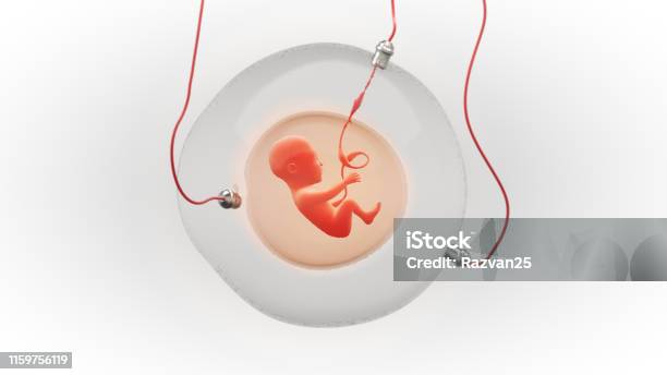 Fetus Development In An Artificial Gestational Sac Stock Photo - Download Image Now - Artificial, Pregnant, Umbilical Cord