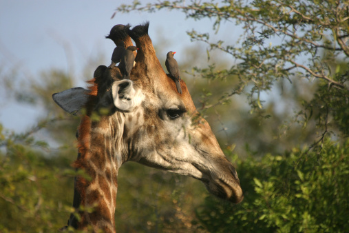 Giraffes walking around and searching for food in the Kruger National Park in South Africa