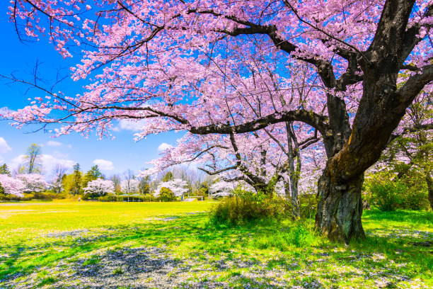 Sakura or Cherry blossom season in Japan stock photo