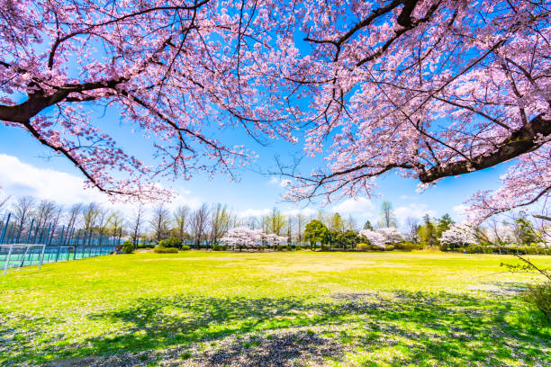 saison de sakura ou de fleur de cerise au japon - rivière meguro photos et images de collection