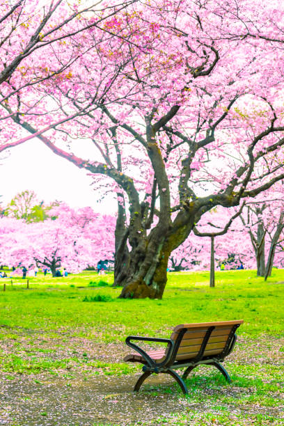 istock Sakura or Cherry blossom season in Japan 1159760144