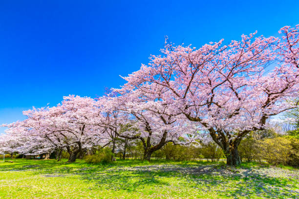 istock Sakura or Cherry blossom season in Japan 1159760171