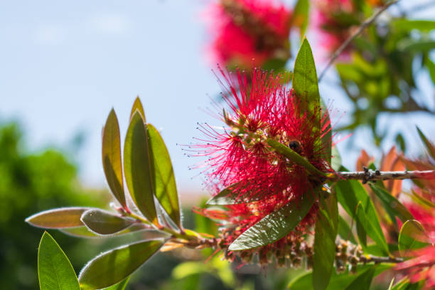 istock Bee on a crimson bottlebrush on a sunny day 1159760173