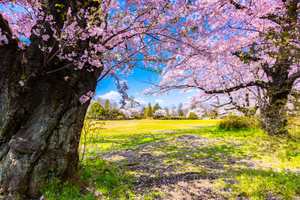 istock Sakura or Cherry blossom season in Japan 1159760186