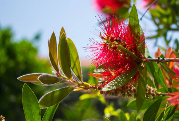 istock Bee on a crimson bottlebrush on a sunny day 1159760213