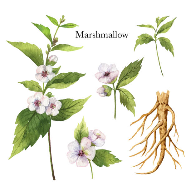 ręcznie rysowane akwarela wektor botaniczna ilustracja marshmallow. - marsh mallow plant stock illustrations