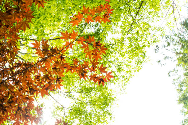 istock Red maple leaves with blue sky blurred background, taken from Japan. 1159760435