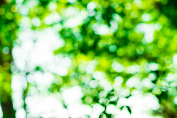 istock Abstract Blurred green background texture. Sunny abstract green nature background, selective focus 1159760770