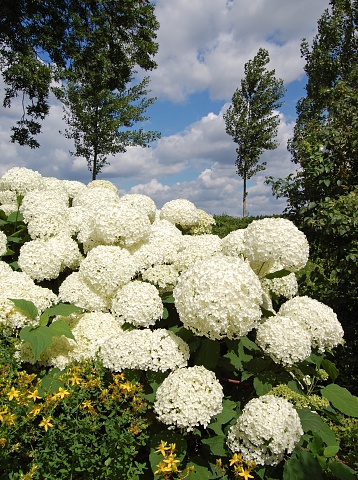 White Hydrangea flowers close-up. Blooming white hydrangea plants in full bloom.