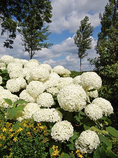 hidrângea arborescens annabelle - hydrangea white flower flower bed imagens e fotografias de stock