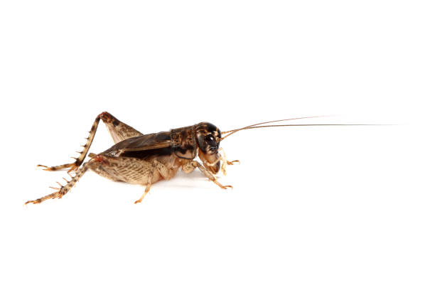 istock Field Cricket (Gryllus) isolated on white background 1159761870