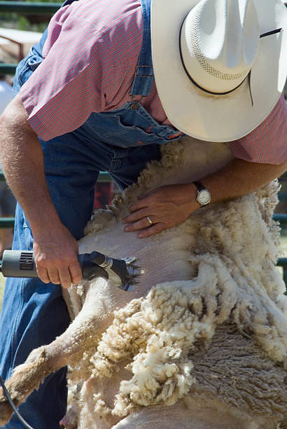 istock A man shearing a sheep on a farm 115976193
