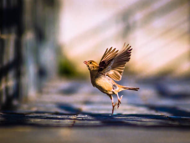 take off - sparrows stockfoto's en -beelden