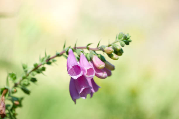 Flowers in meadow. Close up.