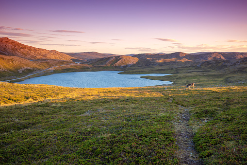 The desert landscape of the island of Mageroy. Beautiful mountain lake at sunset. Deer grazing on the lake shore. Norway wildlife