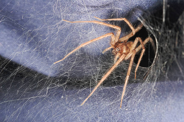 istock Spider’s lair 04 115976261