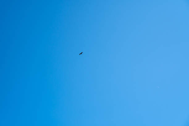 istock An eagle against a clear blue sky from underneath. Falcon fly in the blue sky 1159763056