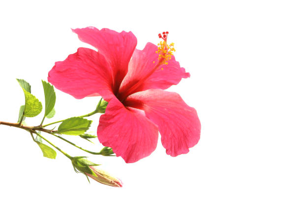 istock Flowering Hibiscus. Isolated on white. 1159763718