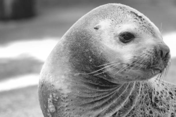 istock Patagonian sea lion 1159765044