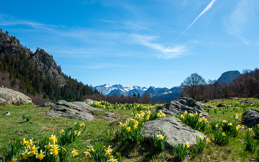 a mountains range with daffodils (French Pyrenees)