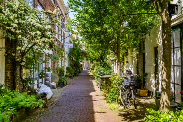 gezellige groene straat in haarlem in nederland - haarlem stockfoto's en -beelden