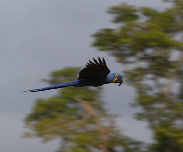 istock Hyacinth macaw, Pantanal, Brazil 1159767022