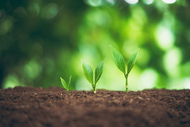 istock Tree plant and Growth In nature And beautiful bokeh 1159767254